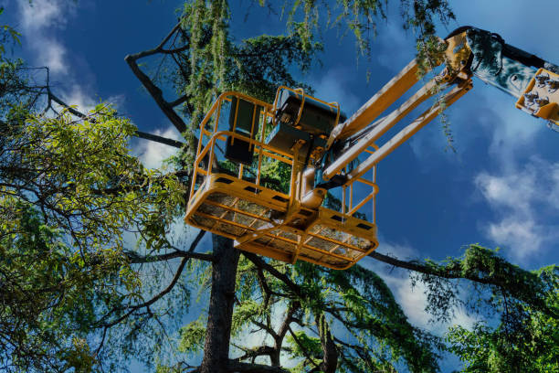 Large Tree Removal in Spencer, IA